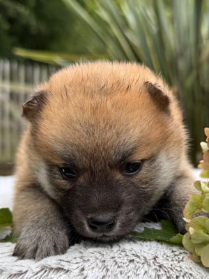 Les chiots de Shiba