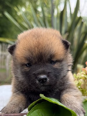 Les chiots de Shiba