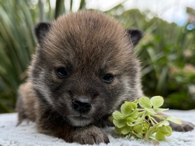 Les chiots de Shiba