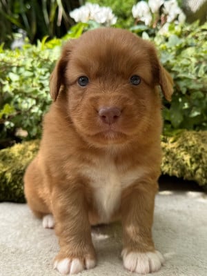 Les chiots de Retriever de la Nouvelle-Ecosse