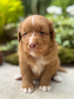 Les chiots de Retriever de la Nouvelle-Ecosse