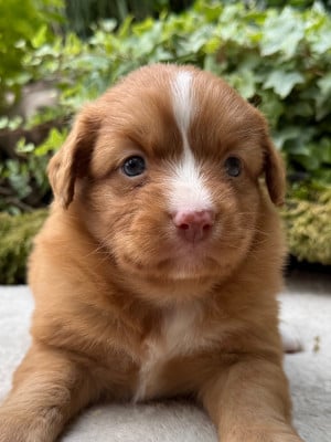 Les chiots de Retriever de la Nouvelle-Ecosse