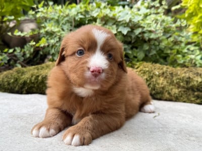 Les chiots de Retriever de la Nouvelle-Ecosse