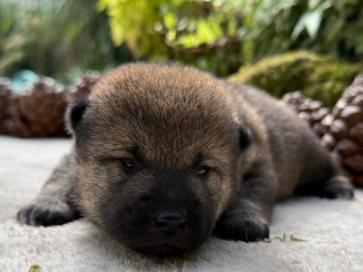 Shiba
