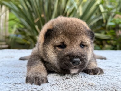 Les chiots de Shiba