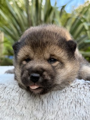 Les chiots de Shiba