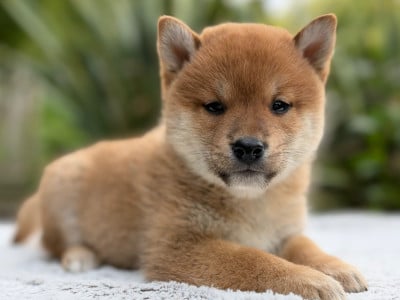 Les chiots de Shiba