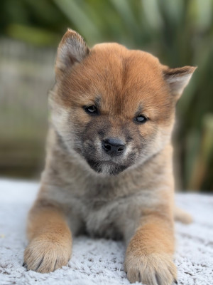Les chiots de Shiba
