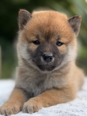 Les chiots de Shiba
