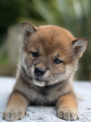 Les chiots de Shiba