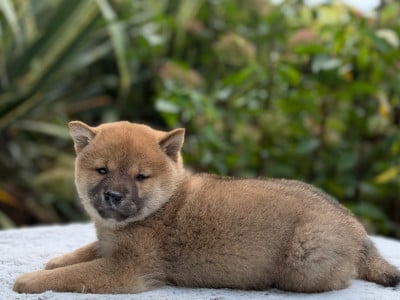 Les chiots de Shiba