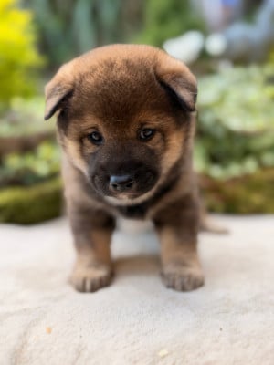 Les chiots de Shiba