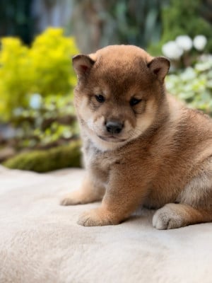 Les chiots de Shiba