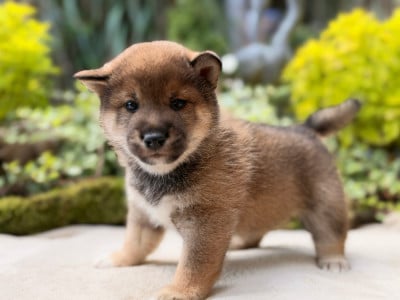 Les chiots de Shiba