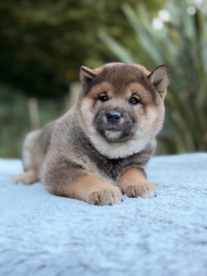 Les chiots de Shiba