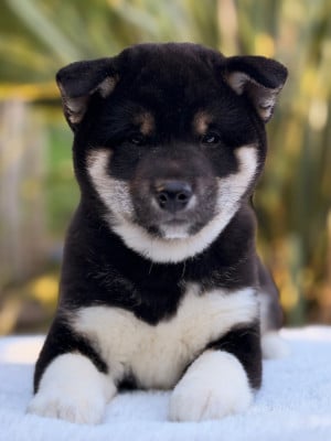 Les chiots de Shiba