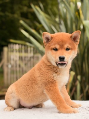 Les chiots de Shiba