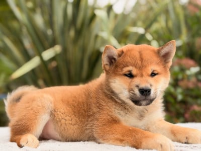 Les chiots de Shiba