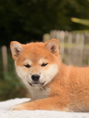 Les chiots de Shiba