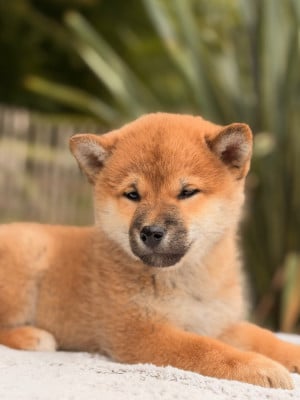 Les chiots de Shiba