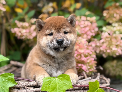 Les chiots de Shiba