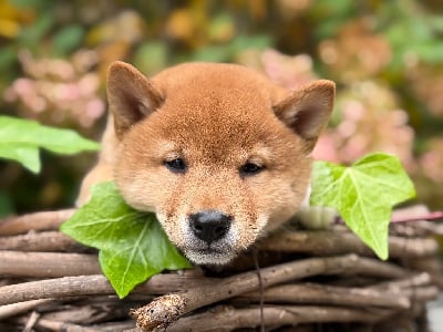 Les chiots de Shiba
