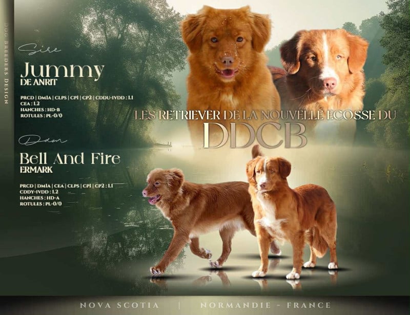 Retriever de la Nouvelle-Ecosse - du Domaine du Clos Benoît