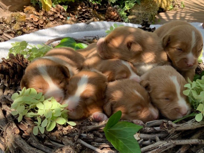 Retriever de la Nouvelle-Ecosse - du Domaine du Clos Benoît