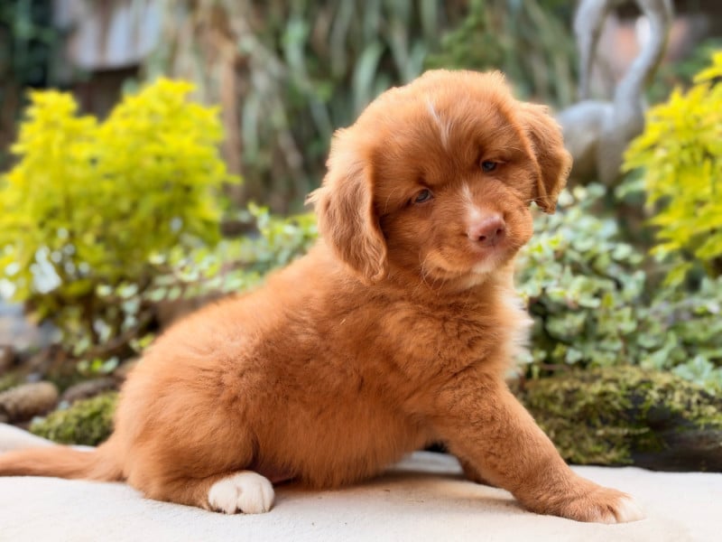 Retriever de la Nouvelle-Ecosse - du Domaine du Clos Benoît