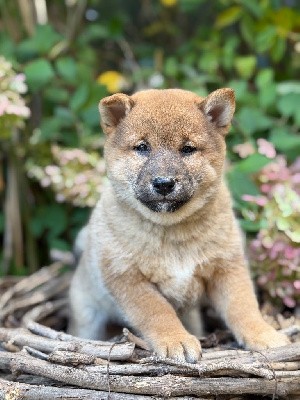 Bonjour,  
La dernière de la portée, et pas la moindre? la plus jolie et très affectueuse?elle est bien construite, on l?adore? une coquine, qui adore les câlins . 
 4 filles et un garçon pour nos 2 tourtereaux,   
Nos chiots sont lof, ils partent rejoindre leur famille avec leurs tests de santé, passeport, vaccins à jour, puce électronique, croquettes, friandises , bon d?achat réduction, collier, une assurance de 2 mois, et un suivi à vie, Cordialement Benoit 0658803893
Visite d élevage possible uniquement sur RDV, ouvert tous les jours de 11H à 19H sauf dimanche et fériés.