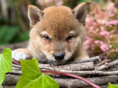 Bonjour, 
Toute la portée sera fauve, comme maman
2 filles et 2 garçons pour nos 2 tourtereaux,   
Nos chiots sont lof, ils partent rejoindre leur famille avec leurs tests de santé, passeport, vaccins à jour, puce électronique, croquettes, friandises , bon d?achat réduction, collier, une assurance de 2 mois, et un suivi à vie, Cordialement Benoit 0658803893
Visite d élevage possible uniquement sur RDV, ouvert tous les jours de 11H à 19H sauf dimanche et fériés.