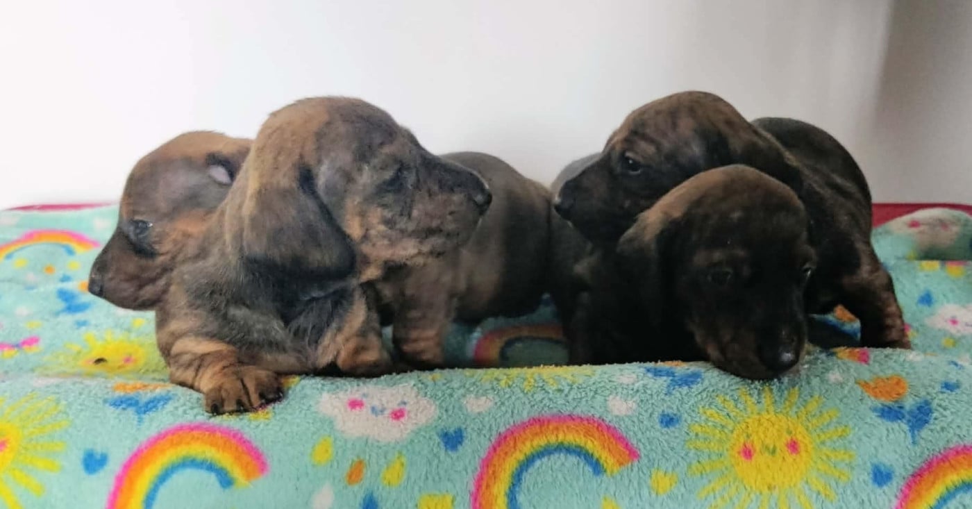 Chiot Teckel poil ras