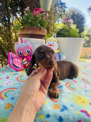 Les chiots de Teckel poil ras