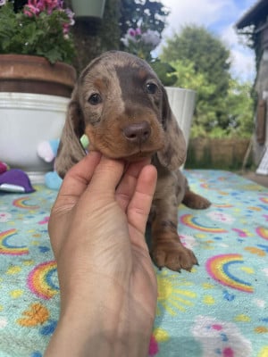 Les chiots de Teckel poil ras