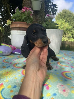 Les chiots de Teckel poil ras