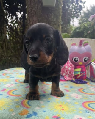 Les chiots de Teckel poil ras