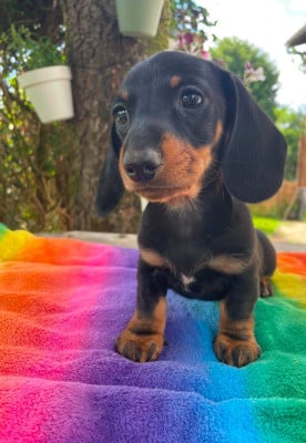 Les chiots de Teckel poil ras