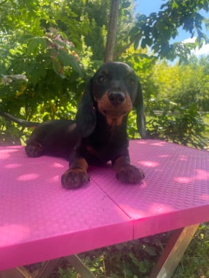 Les chiots de Teckel poil ras