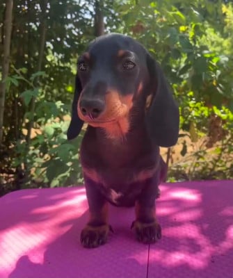 Les chiots de Teckel poil ras