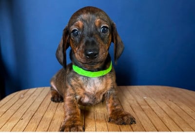 Les chiots de Teckel poil ras