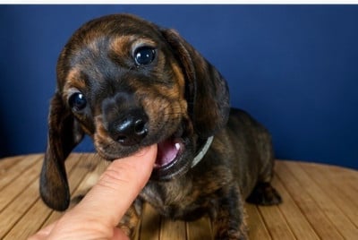 Les chiots de Teckel poil ras