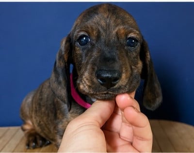 Les chiots de Teckel poil ras