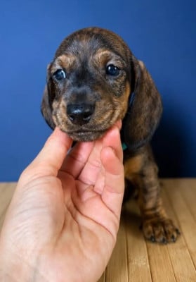 Les chiots de Teckel poil ras