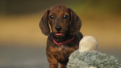 Les chiots de Teckel poil ras