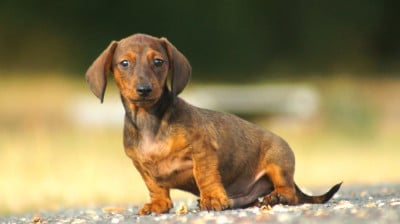 Les chiots de Teckel poil ras