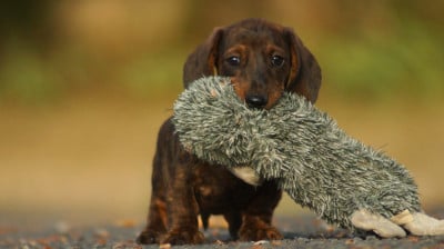 Les chiots de Teckel poil ras