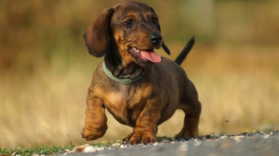 Les chiots de Teckel poil ras