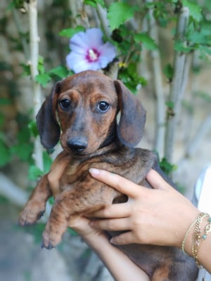 Les chiots de Teckel poil ras