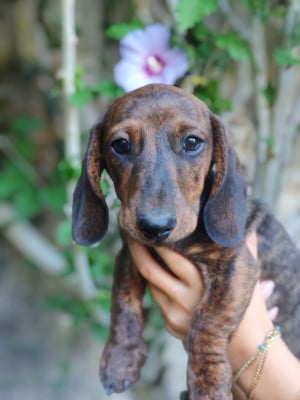 Les chiots de Teckel poil ras