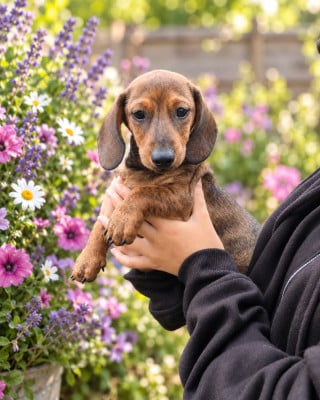 Les chiots de Teckel poil ras